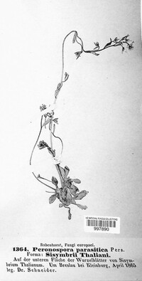 Peronospora parasitica image